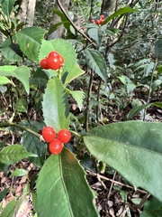 Sarcandra glabra