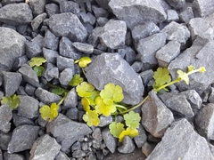 Hydrocotyle heteromeria