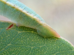 Crypsiphona ocultaria