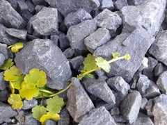 Hydrocotyle heteromeria