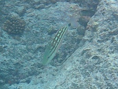 Lutjanus decussatus