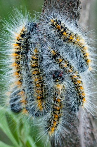 Barred Eggarlet photo 3