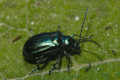 Alticina