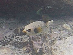 Arothron nigropunctatus