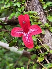 Asteranthera ovata