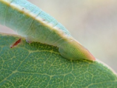 Crypsiphona ocultaria