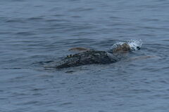 Caretta caretta
