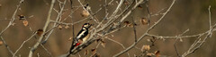 Dendrocopos major