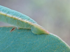 Crypsiphona ocultaria