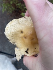 Stropharia ambigua