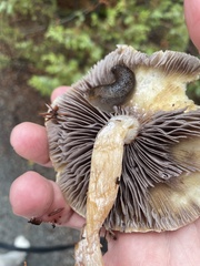 Stropharia ambigua