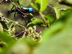 Stilpnia cyanicollis