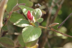 Rhododendron oldhamii
