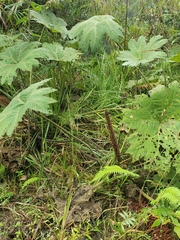 Gunnera