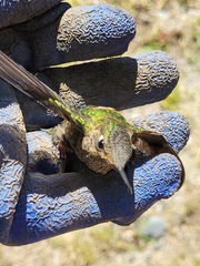 Sephanoides sephaniodes