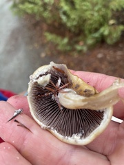 Stropharia ambigua