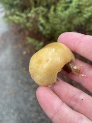 Stropharia ambigua