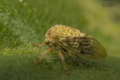 Cyrtolobus tuberosus