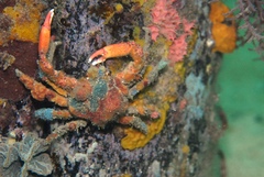Schizophrys rufescens