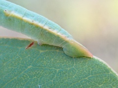 Crypsiphona ocultaria