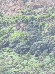 Olea europaea cerasiformis