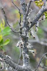 Bombycomorpha bifascia