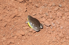 Elachistocleis bicolor