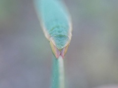 Crypsiphona ocultaria