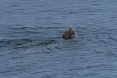 Caretta caretta