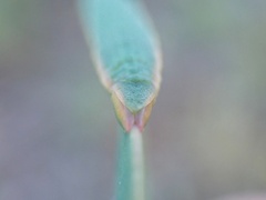 Crypsiphona ocultaria