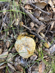 Hypomyces microspermus