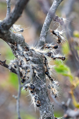 Bombycomorpha bifascia