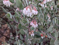Arctostaphylos silvicola