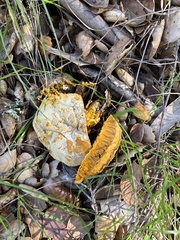 Hypomyces microspermus