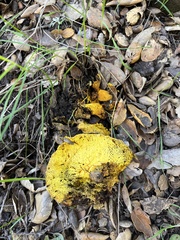 Hypomyces microspermus
