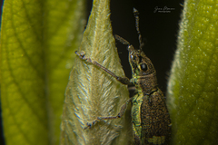Mimographus