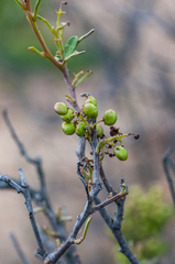 Bombycomorpha bifascia