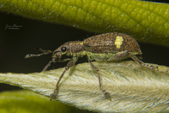Mimographus