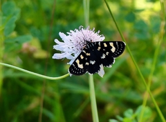 Phalaenoides tristifica