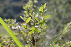 Rhododendron oldhamii