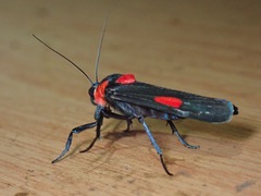 Cyana tettigonioides