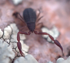 Cheliferoidea