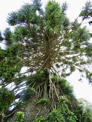 Araucaria bidwillii