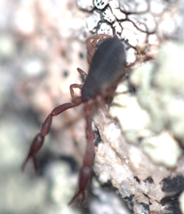 Cheliferoidea