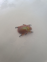 Anoplognathus viriditarsis