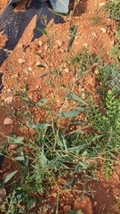 Polygonum equisetiforme