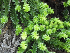Araucaria bidwillii