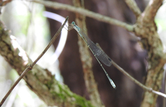 Labidiosticta vallisi