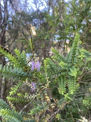Melaleuca decussata