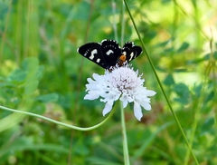 Phalaenoides tristifica